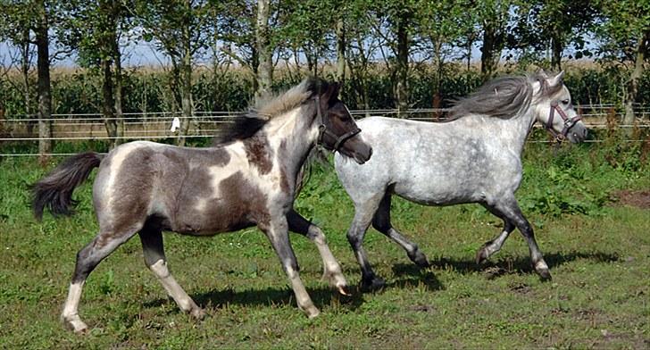 Fifi og føller Chili - billede 26