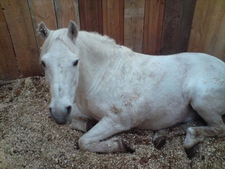 {{currentPhoto.altText}} billede {{currentPhoto.number}}