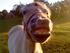 Den smilende hest! :D