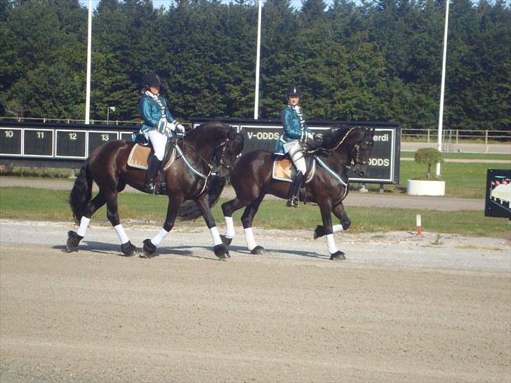 Skive travbane billede 5