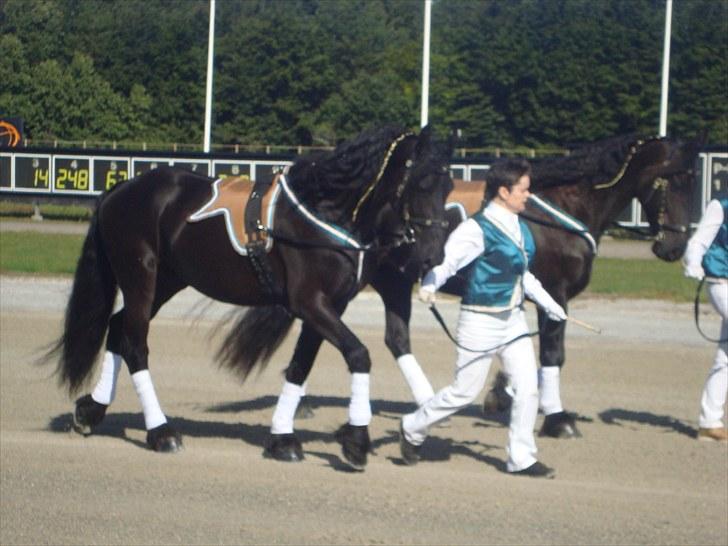 Skive travbane billede 14