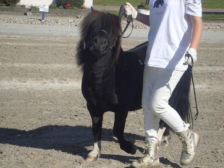 Skive travbane billede 32