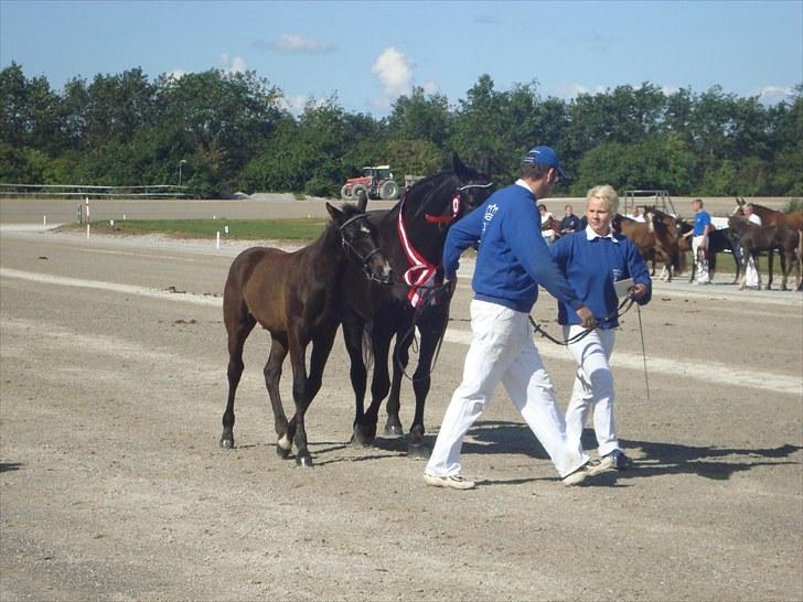 Skive travbane billede 34