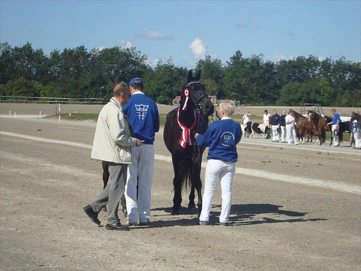 Skive travbane billede 35