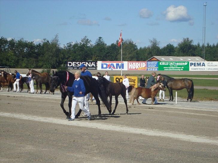 Skive travbane billede 37