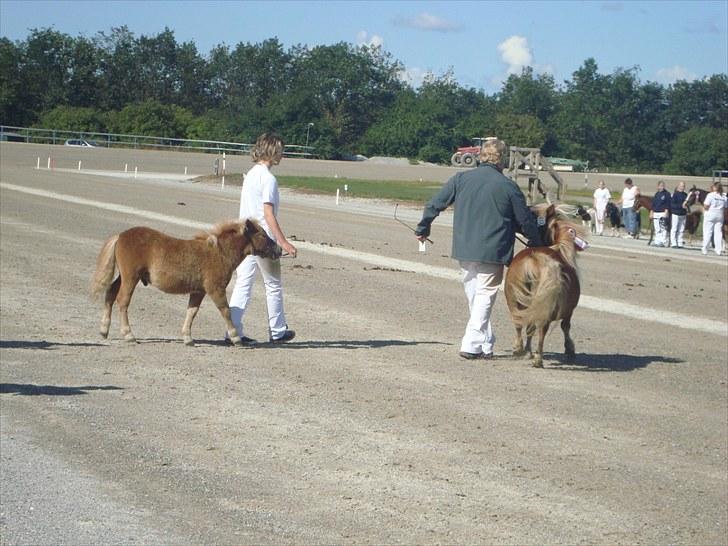 Skive travbane billede 38