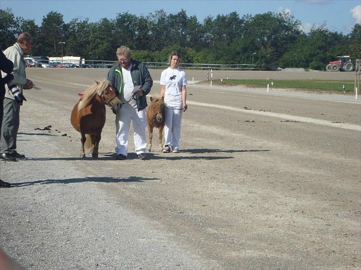 Skive travbane billede 39