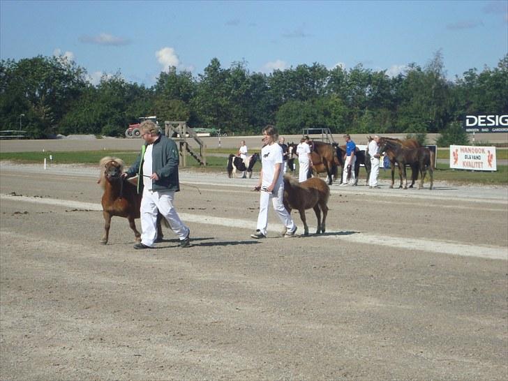 Skive travbane billede 40