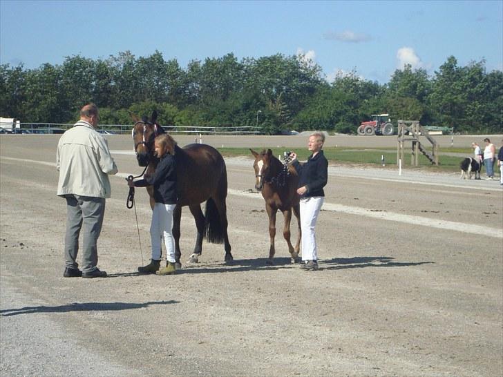 Skive travbane billede 42