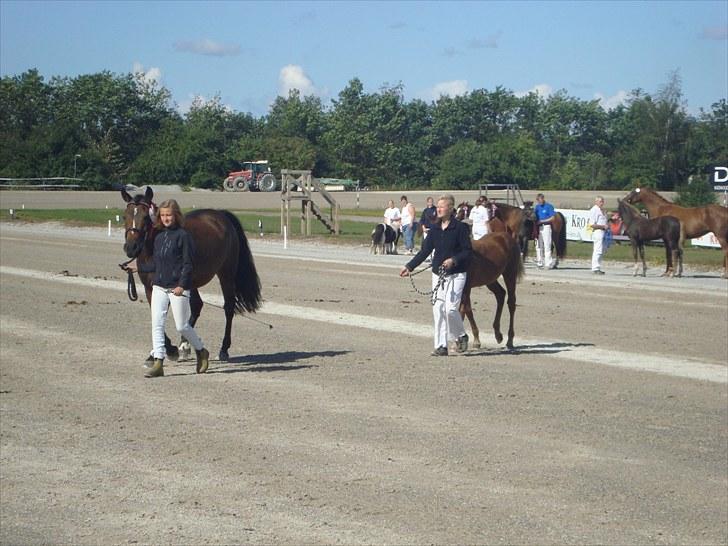 Skive travbane billede 43