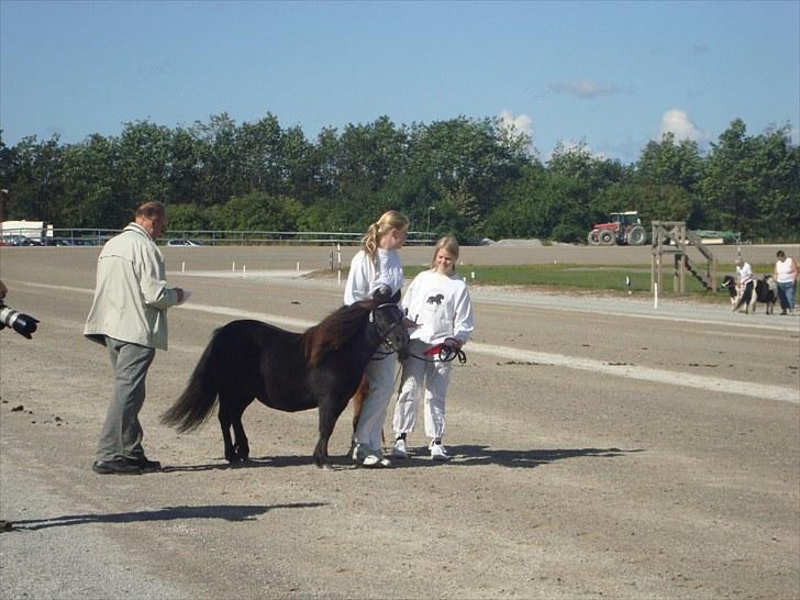 Skive travbane billede 45