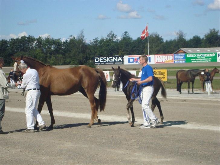 Skive travbane billede 46