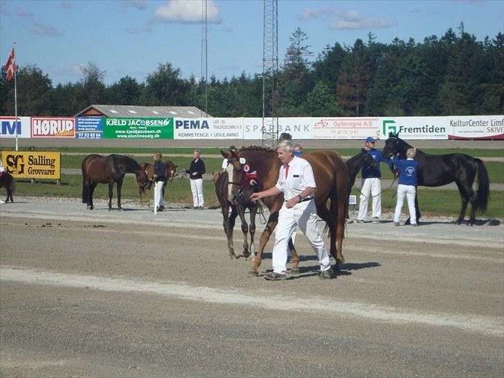 Skive travbane billede 47