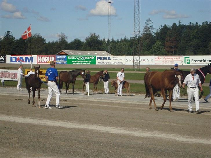 Skive travbane billede 48