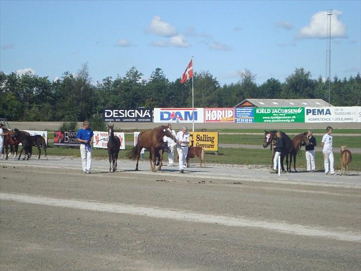 Skive travbane billede 49