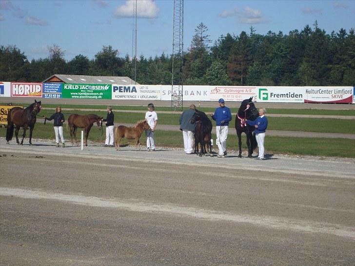 Skive travbane billede 50