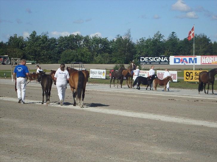 Skive travbane billede 51