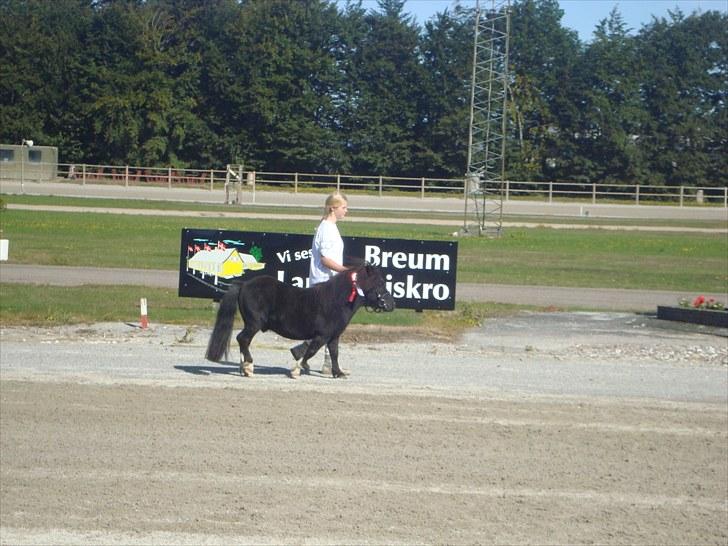 Skive travbane billede 52