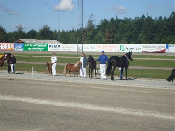 Skive travbane billede 54