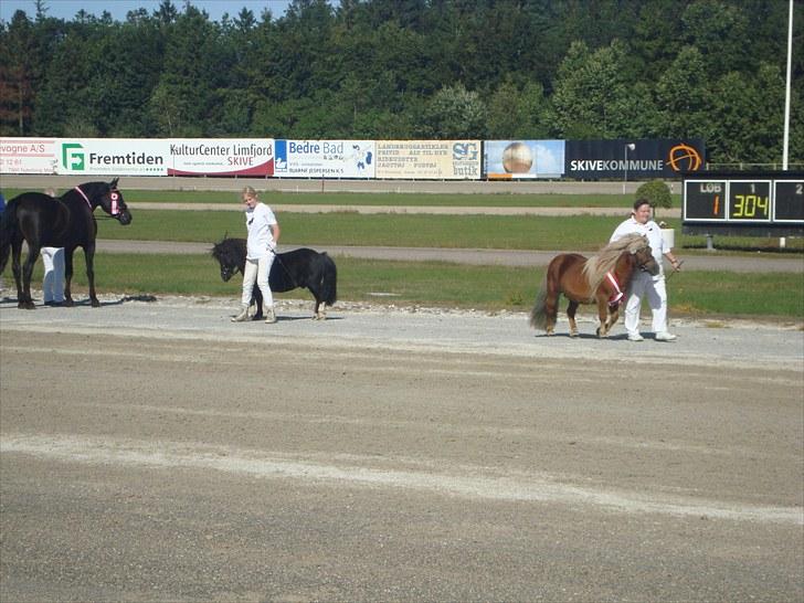 Skive travbane billede 55