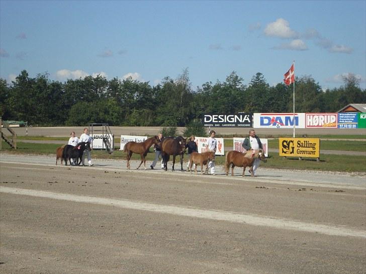 Skive travbane billede 56