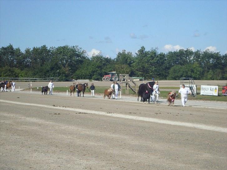 Skive travbane billede 57