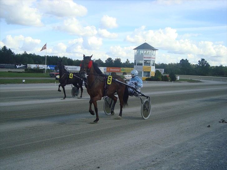 Skive travbane billede 73