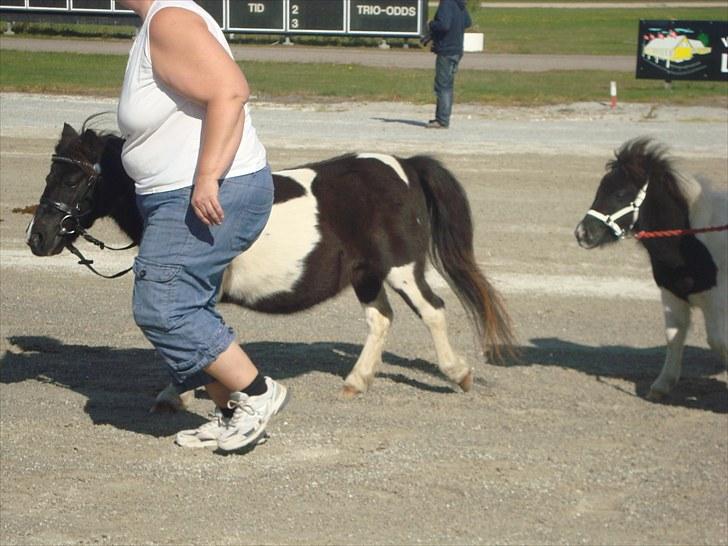 Skive travbane billede 75