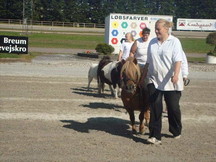 Skive travbane billede 76