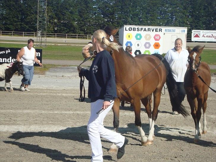 Skive travbane billede 77