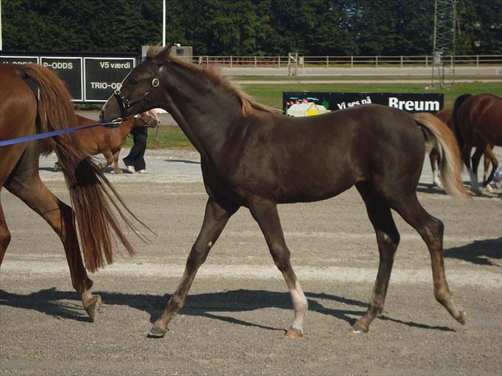 Skive travbane billede 78