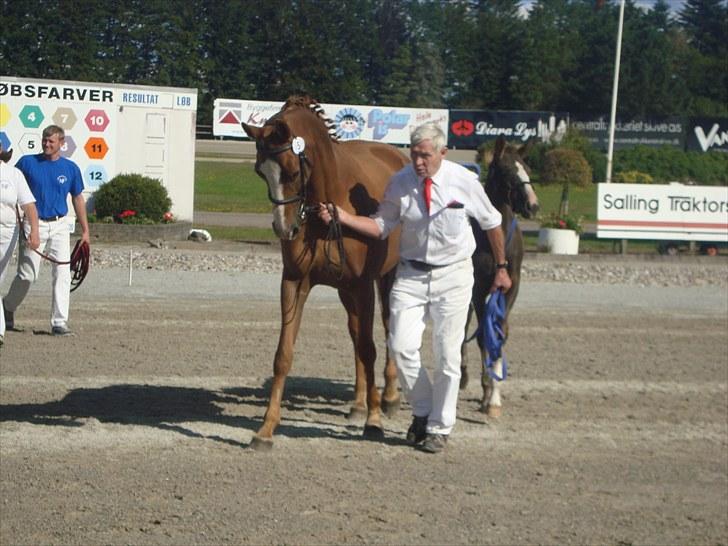 Skive travbane billede 79