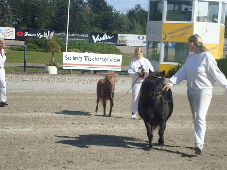 Skive travbane billede 80