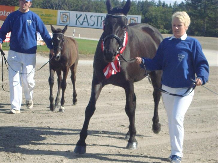 Skive travbane billede 82