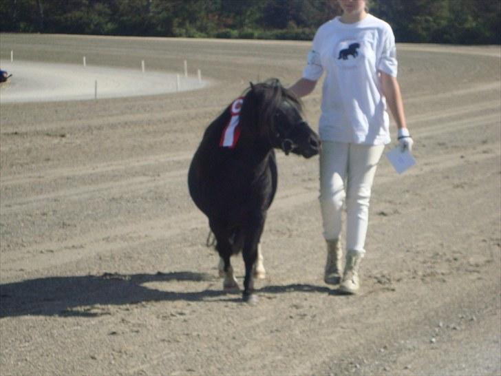 Skive travbane billede 83