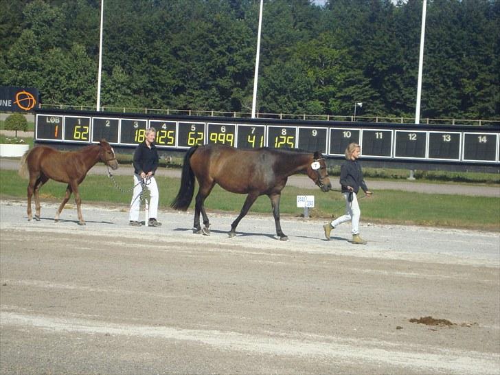 Skive travbane billede 84