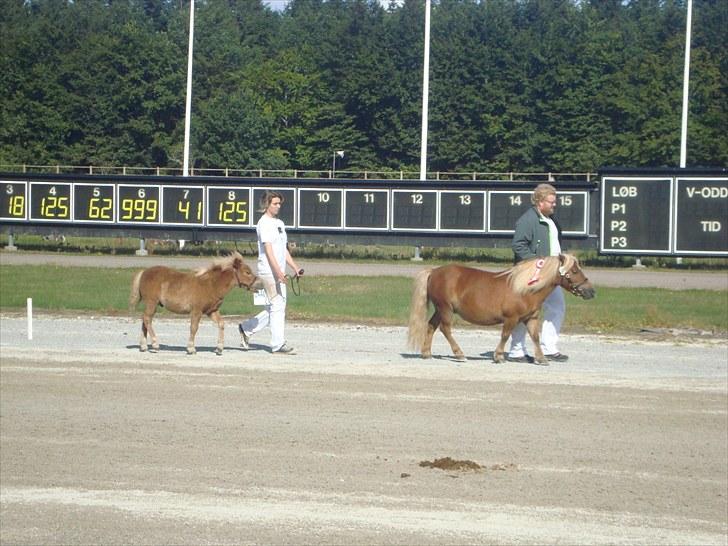 Skive travbane billede 85