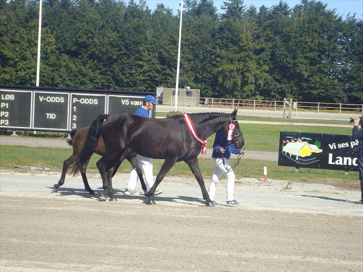 Skive travbane billede 86