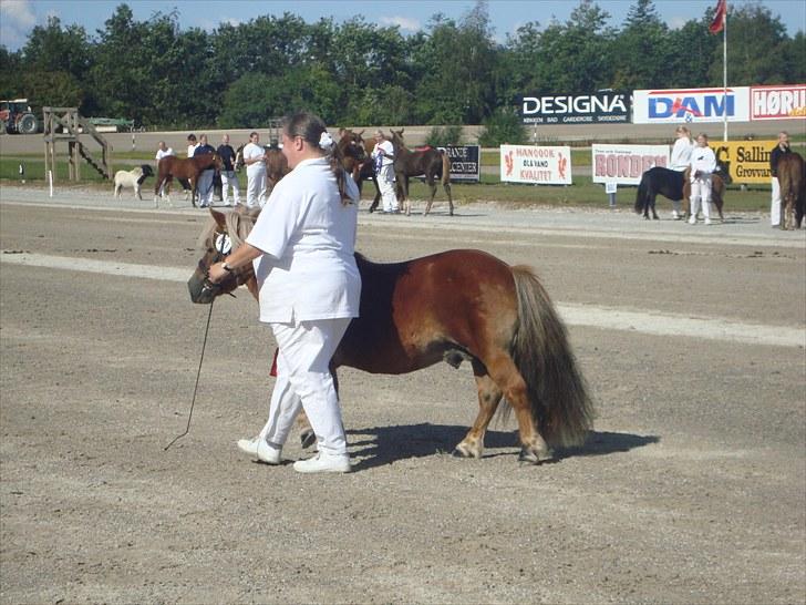 Skive travbane billede 88