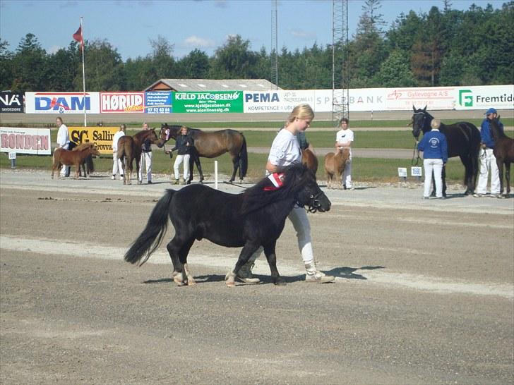 Skive travbane billede 90