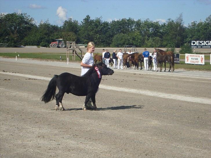 Skive travbane billede 91