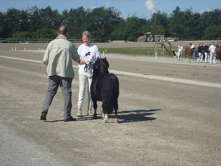 Skive travbane billede 92