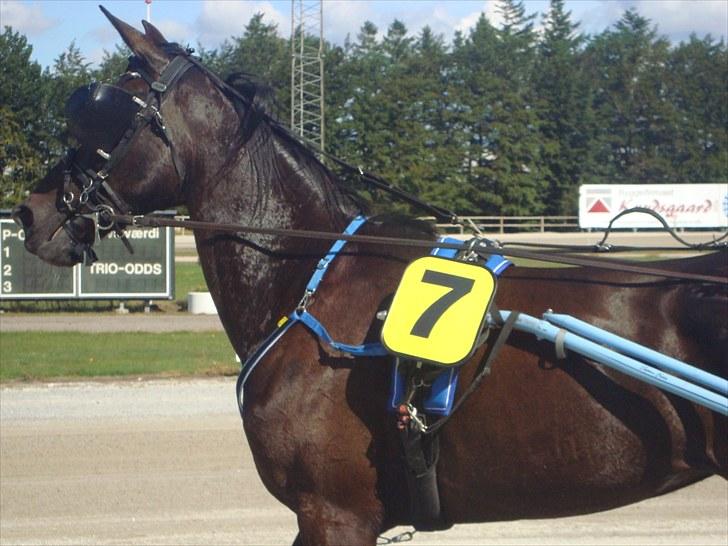 Skive travbane billede 98