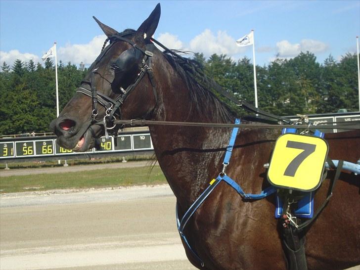 Skive travbane billede 102