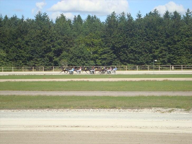 Skive travbane billede 105
