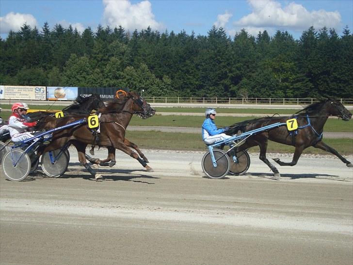 Skive travbane billede 106