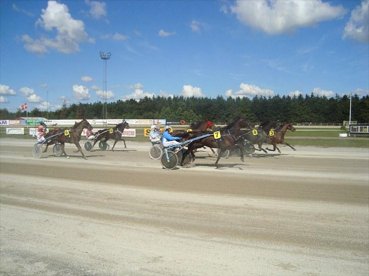 Skive travbane billede 107