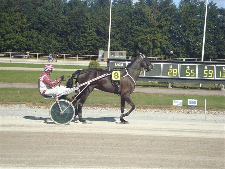 Skive travbane billede 111