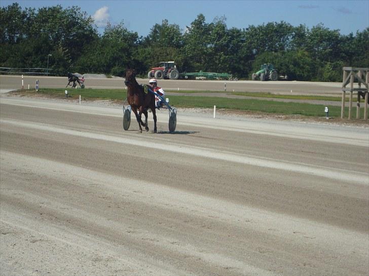 Skive travbane billede 113