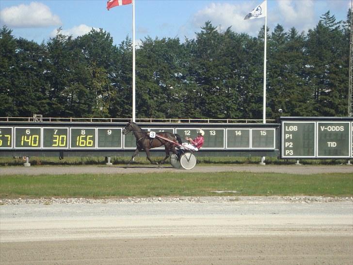 Skive travbane billede 114